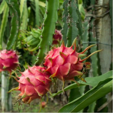 Pitaya ou Fruit du Dragon 3L