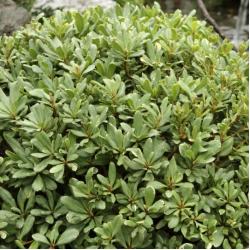 Pittosporum nana 3L