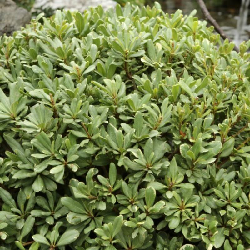 Pittosporum nana 3L