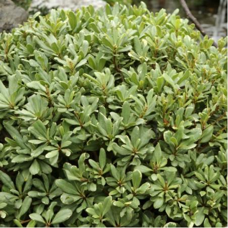 Pittosporum nana 3L