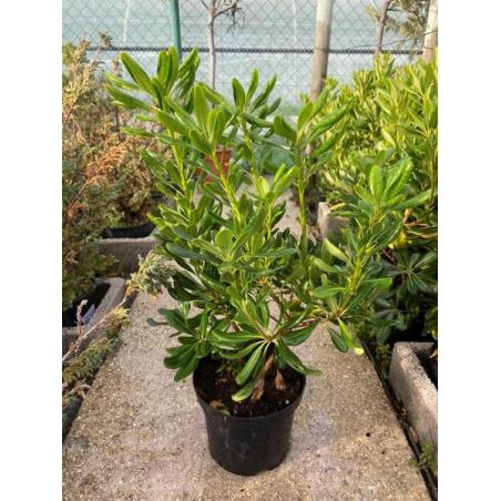 Pittosporum Tobira 10L