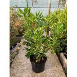 Pittosporrum Tobira 3L