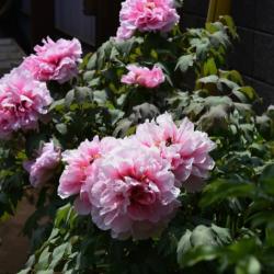 Pivoine Herbacée 3L