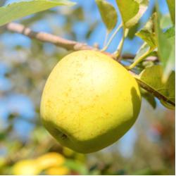 Pommier Golden 10L