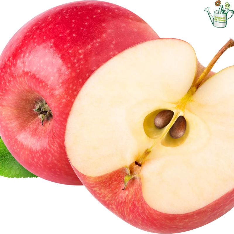 Pommier Marylin Red 12L