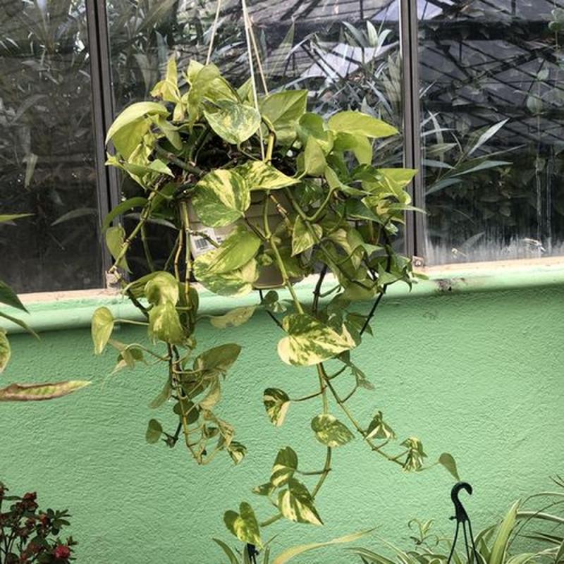 Pothos suspension 