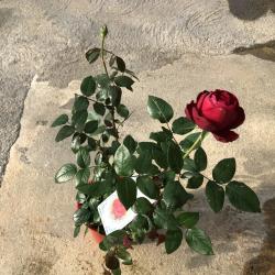 Rosier Buisson Classique 3L