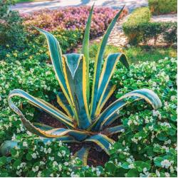 Agave Americana variegata 3L