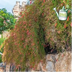 Russeilia 3L