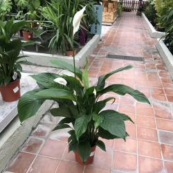Spathiphyllum C21