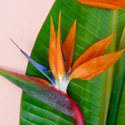 Strelizia Reginae Dit Oiseau Paradis 10L