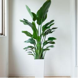 Strelizia Augusta 5L