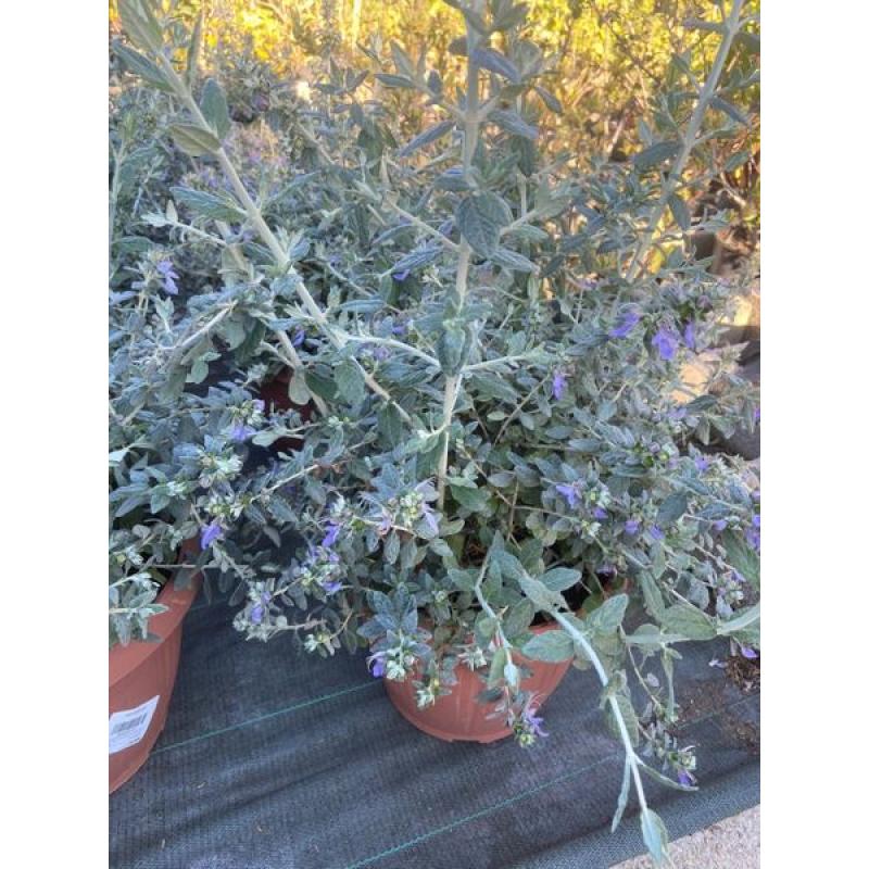 Teucrium Fructicans 10L