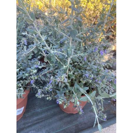 Teucrium Fructicans 10L