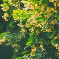 Tilleul Argenté C08/10