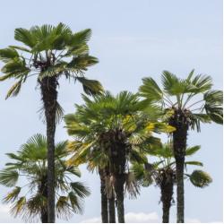 Trachycarpus Fortunei 10L