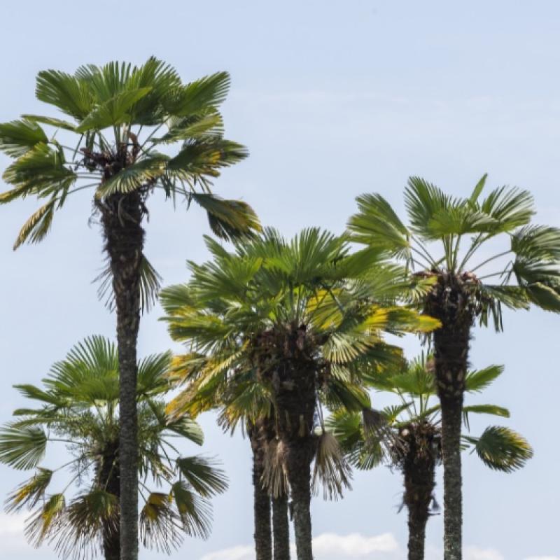 Trachycarpus Fortunei 10L