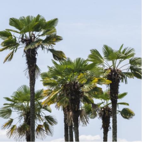 Trachycarpus Fortunei 10L