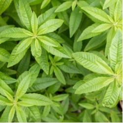 Verveine Citronnelle 1L