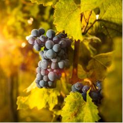 Vigne Muscat de Hambourg 3L