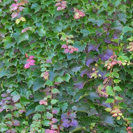 Vigne Vierge Robusta 3L