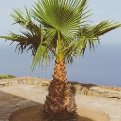 Washintonia Robusta 350/400cm