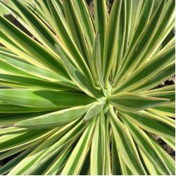 Yucca Panaché 5L