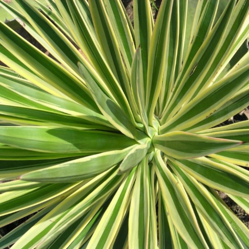 Yucca Panaché 5L