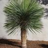 Yucca Rostrata 25L
