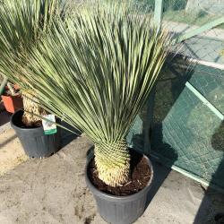 Yucca Rostrata 25L