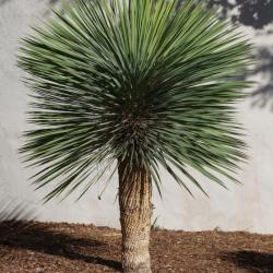 YUCCA ROSTRATA 4L