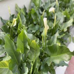 ZAntedeschia ou Arum C20