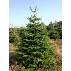 Sapin Coupé Nordman 200/250CM