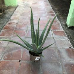 Aloe Vera 5L