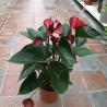 Anthurium C17