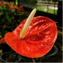 Anthurium Orange C17