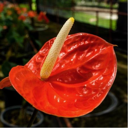 Anthurium Orange C17