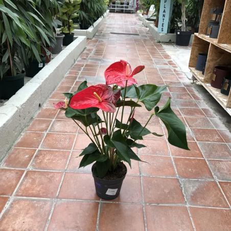 Anthurium Rouge C17