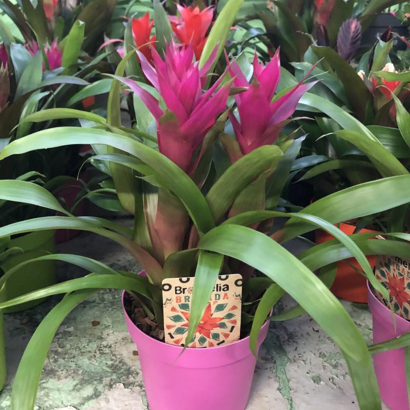 Bromelia Guzmania C18
