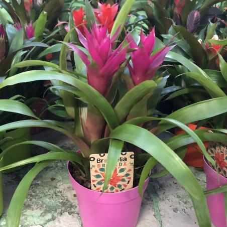 Bromelia Guzmania C18