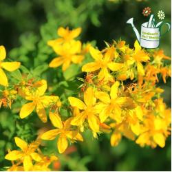 Millepertuis ou Hypericum 3L