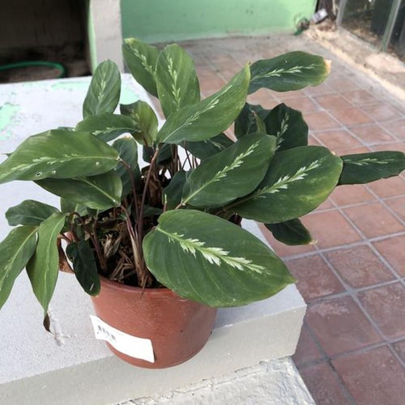 Calathea C17