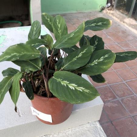 Calathea C17