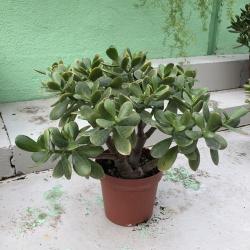 Crassula C17