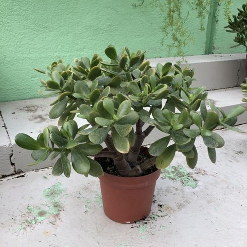 Crassula C17