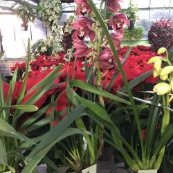 Cymbidium 1 branche C12