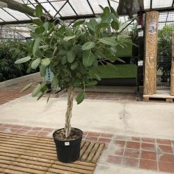 Ficus tresse d'exception 150/200cm