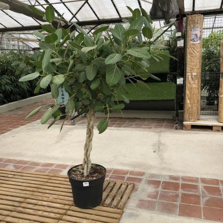 Ficus tresse d'exception 150/200cm