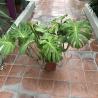 Monstera Deliciosa C21