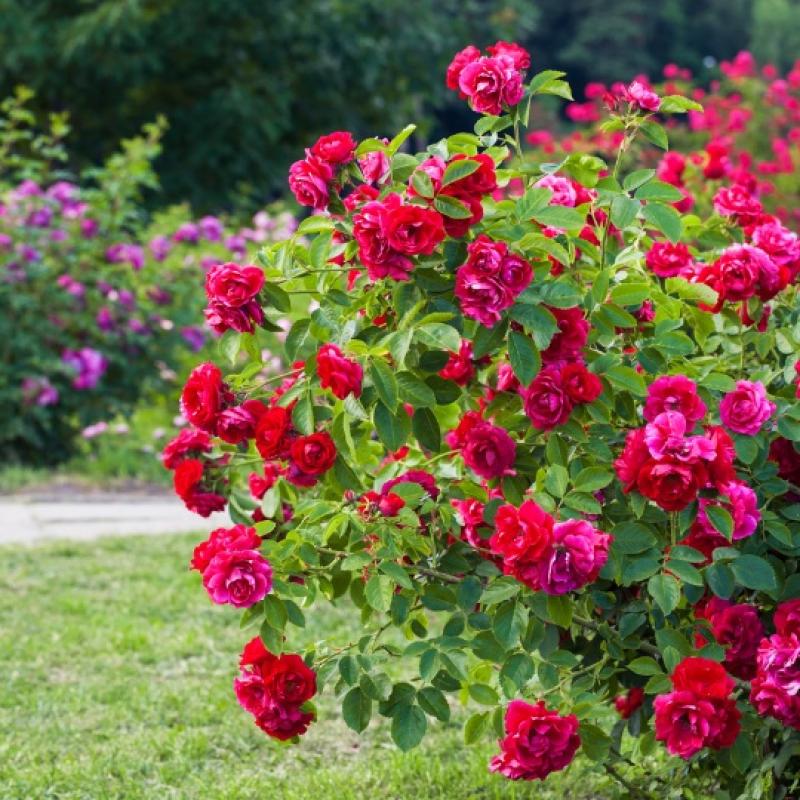 Rosier Paysager 3L Rosier Paysager 3L